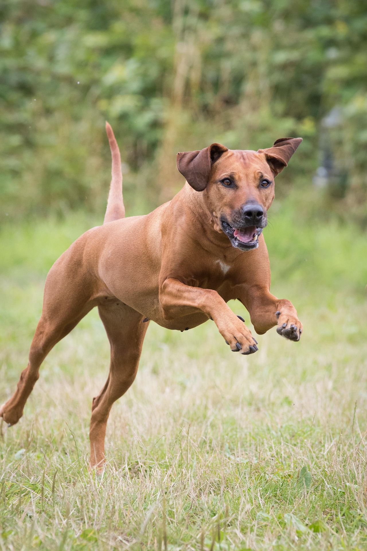 Jagdersatztraining bei der Hundeschule Ettringen