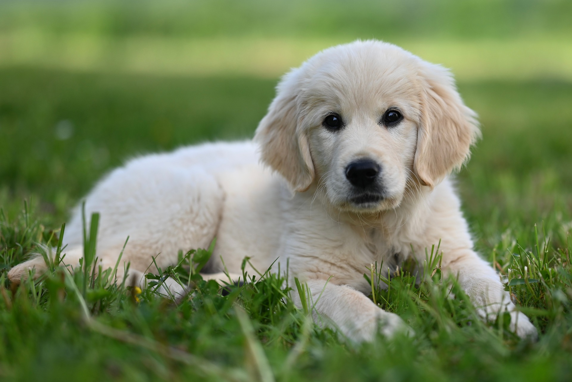 Welpencoaching bei der Hundeschule Ettringen