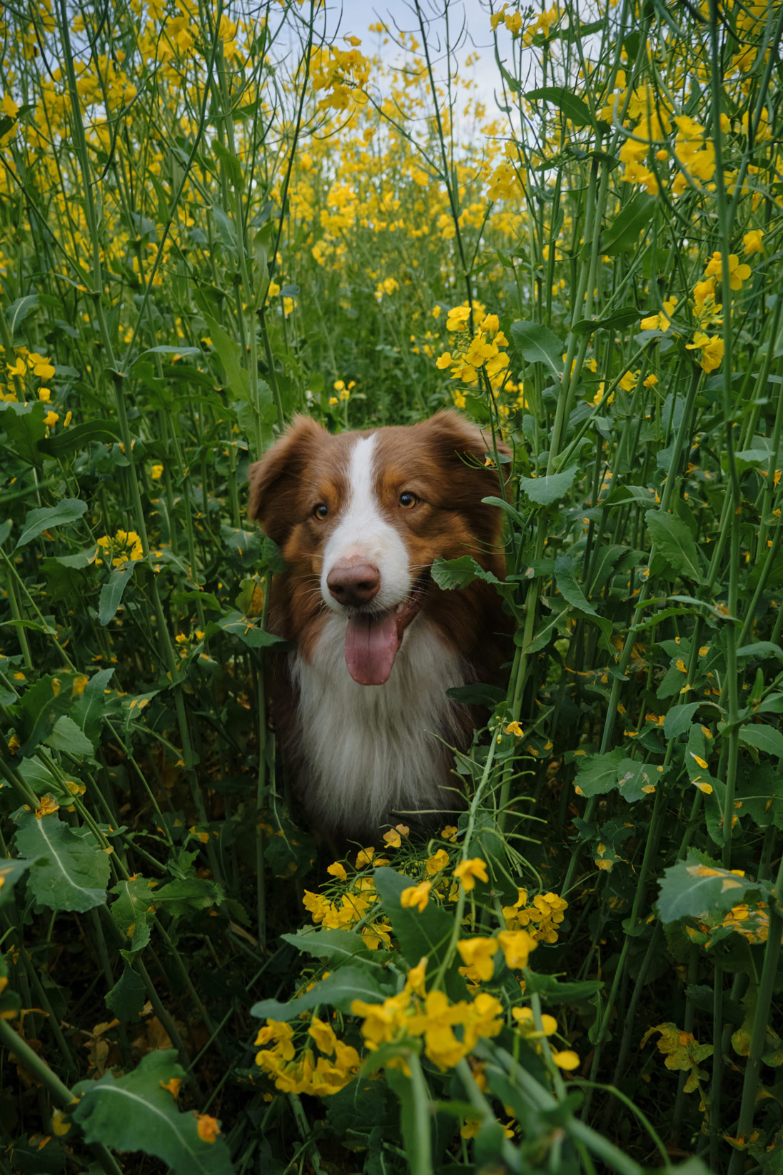 Individuelles Training bei der Hundeschule Ettringen