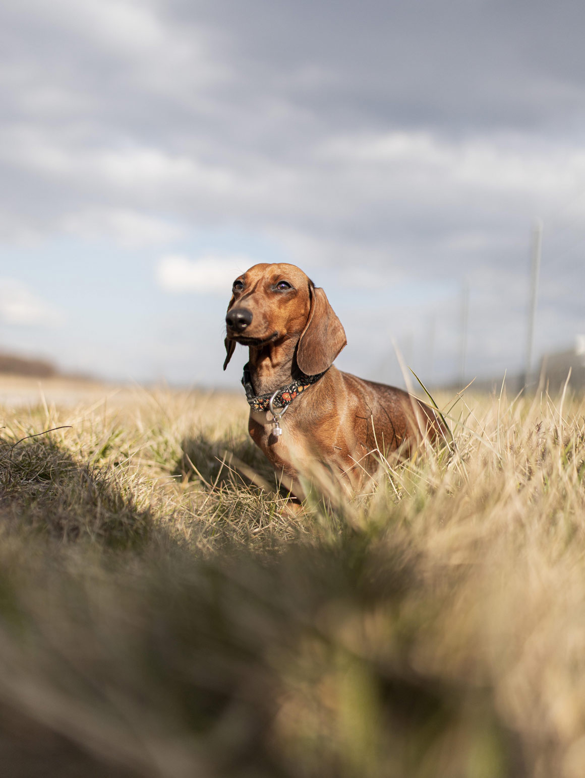 Hund beim Jagdersatztraining