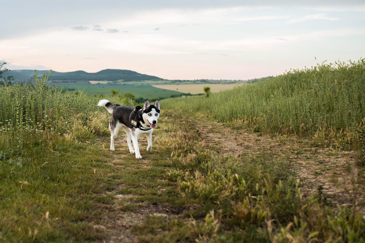 Junghunde-Coaching bei der Hundeschule Ettringen