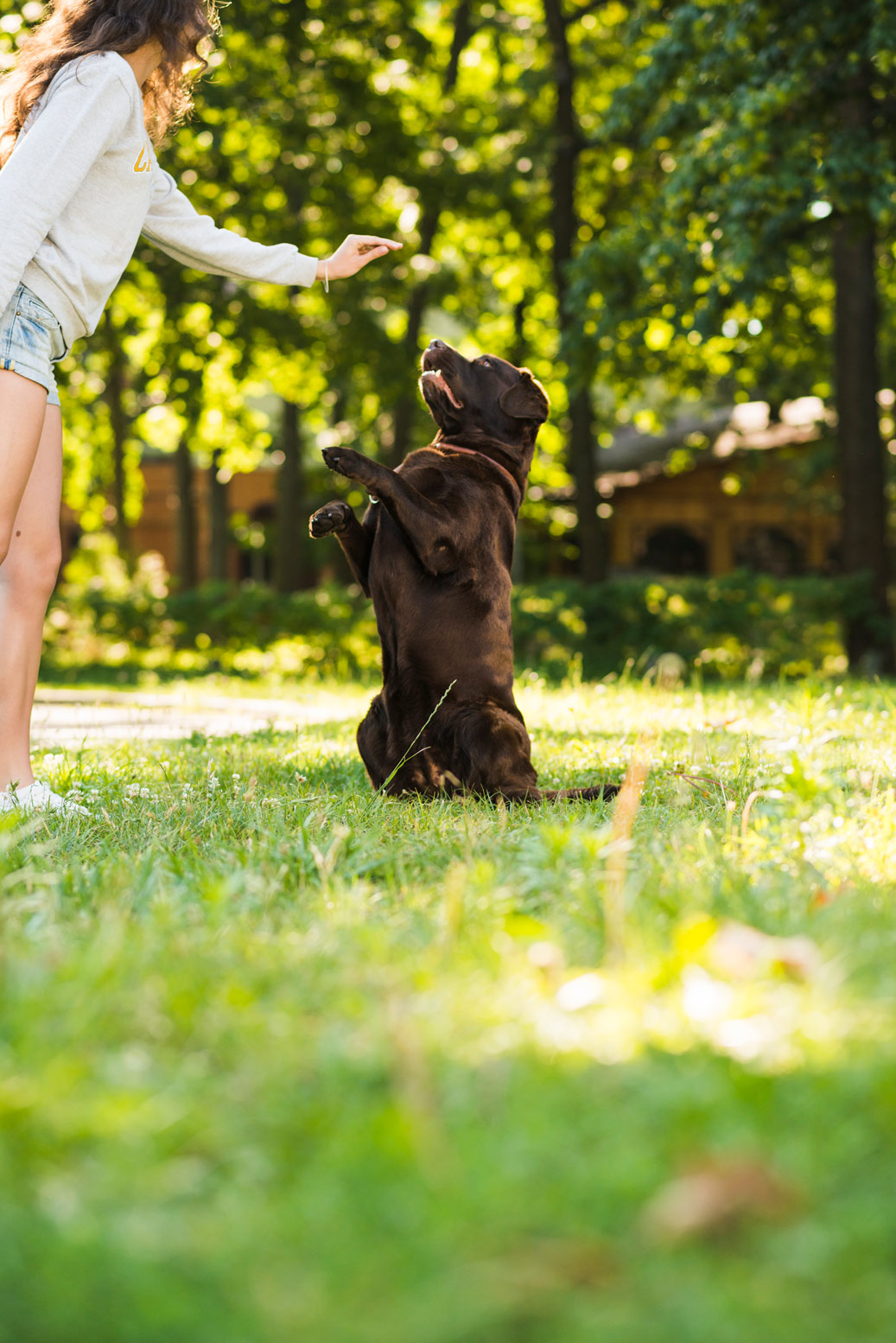 Individuelles Hundetraining im Alltag