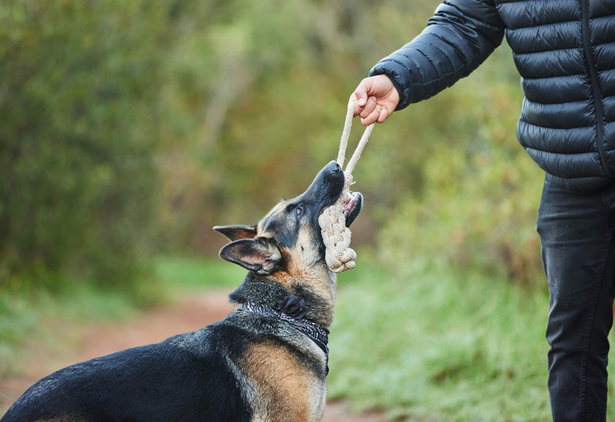 Individuelles Training bei der Hundeschule Ettringen
