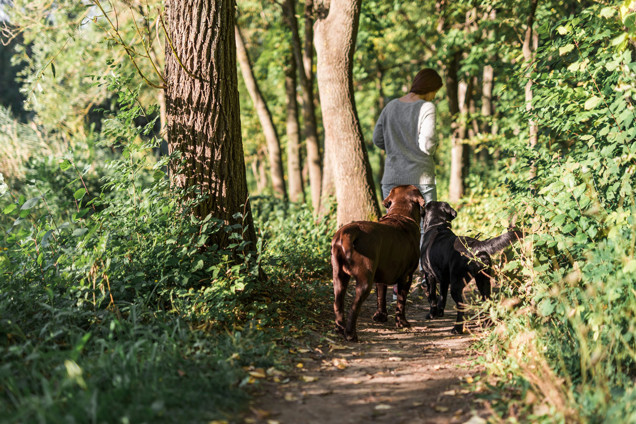 Social Walk bei der Hundeschule Ettringen