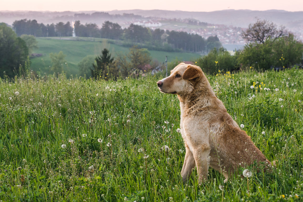 Tierschutz- und Auslandshunde bei der Hundeschule Ettringen