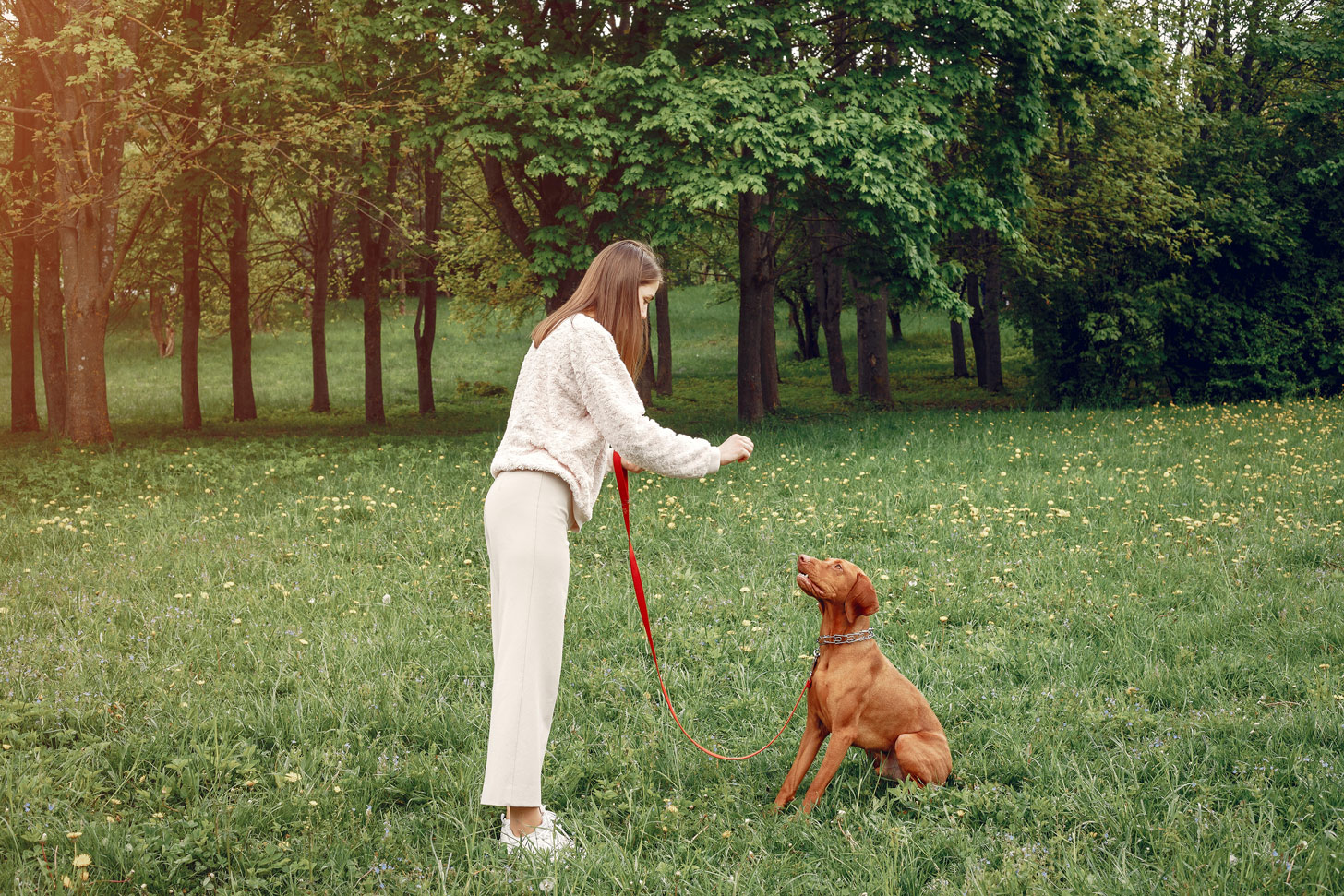 Hund aus dem Tierschutz