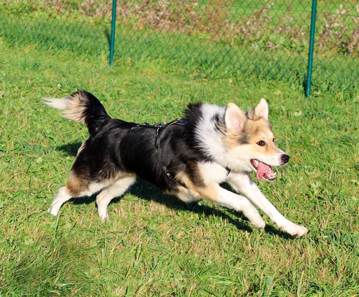 Junghunde-Coaching bei der Hundeschule Ettringen