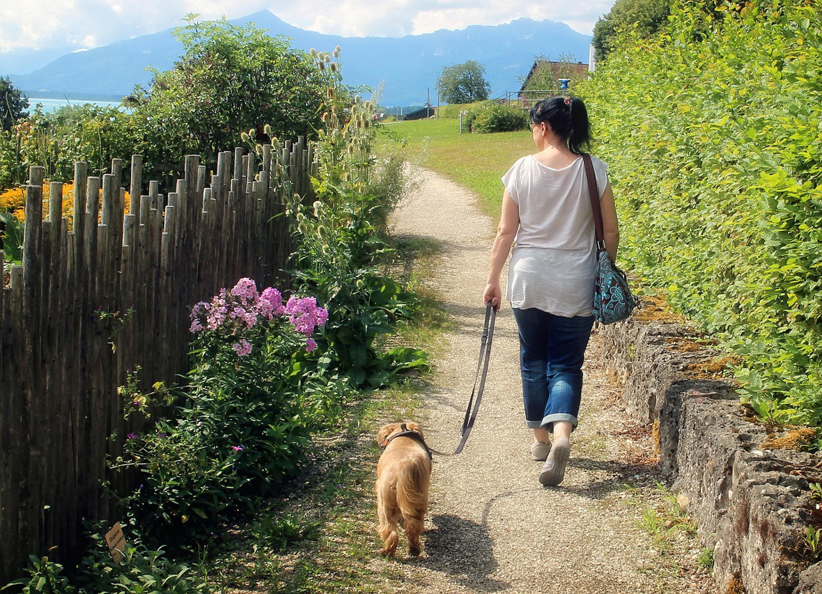 Hund beim Leinentraining