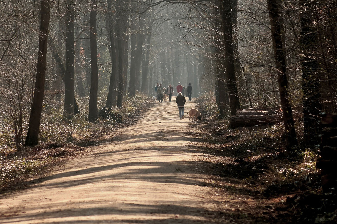 Social Walk bei der Hundeschule Ettringen
