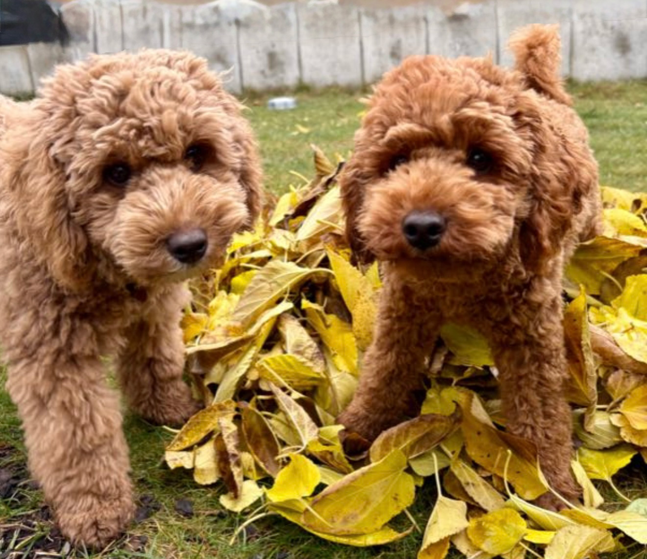 Welpencoaching bei der Hundeschule Ettringen