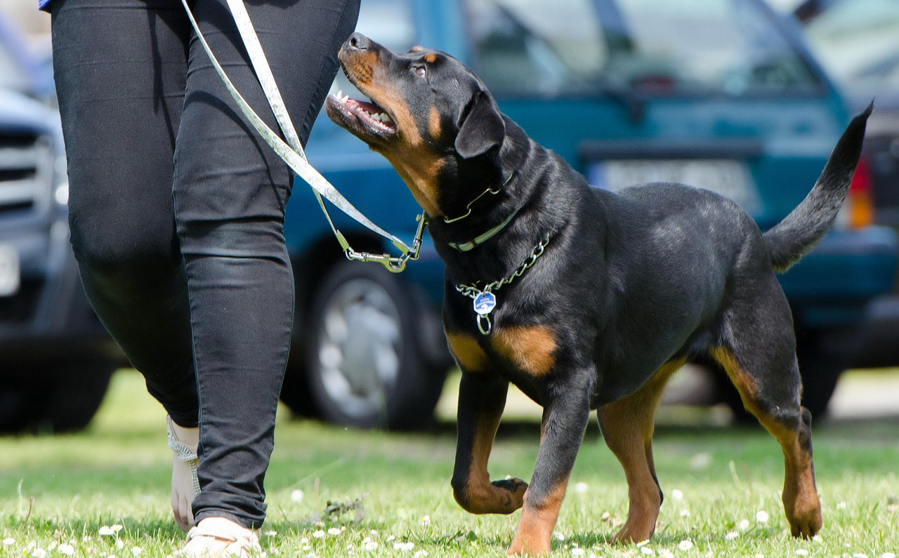 Hundebegegnung beim Social Walk