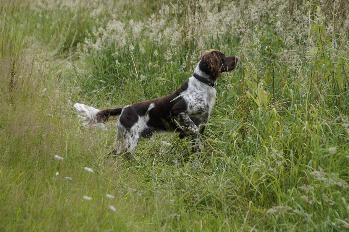 Jagdersatztraining bei der Hundeschule Ettringen